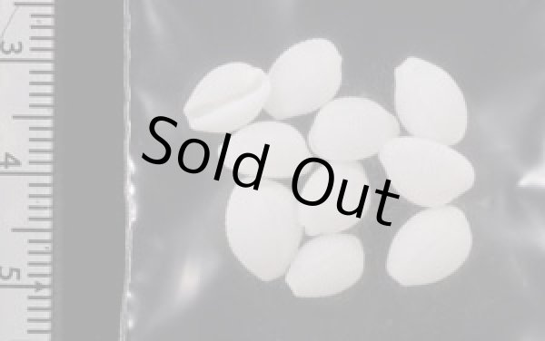 画像2: シラタマガイ (2)