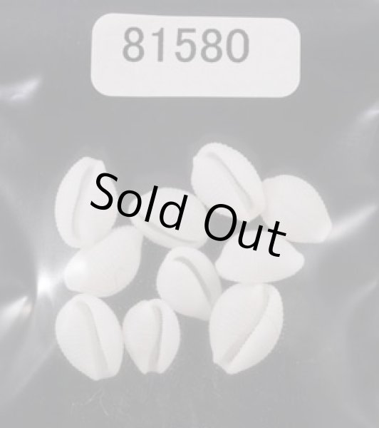 画像1: シラタマガイ (1)