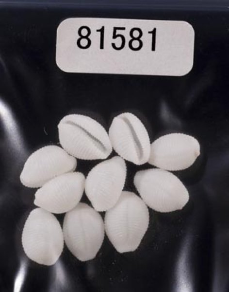 画像1: シラタマガイ (1)