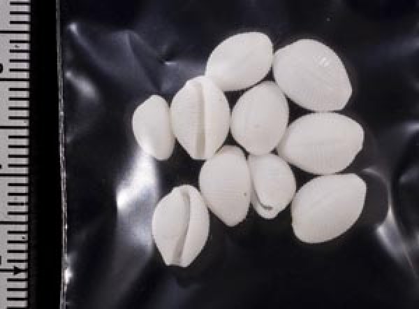 画像2: シラタマガイ (2)