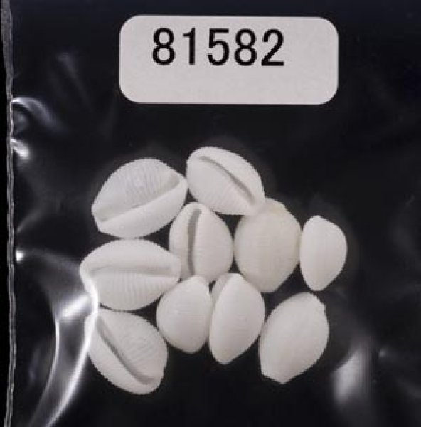 画像1: シラタマガイ (1)