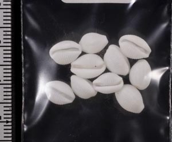 画像2: シラタマガイ (2)