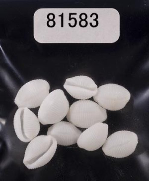 画像1: シラタマガイ (1)