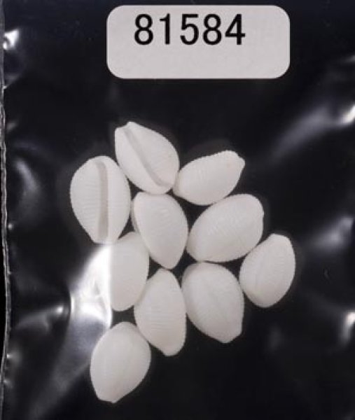 画像1: シラタマガイ (1)