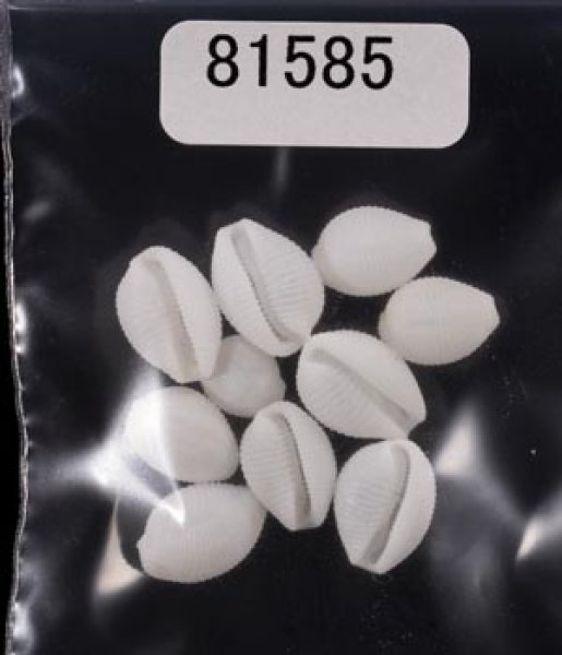 画像1: シラタマガイ (1)