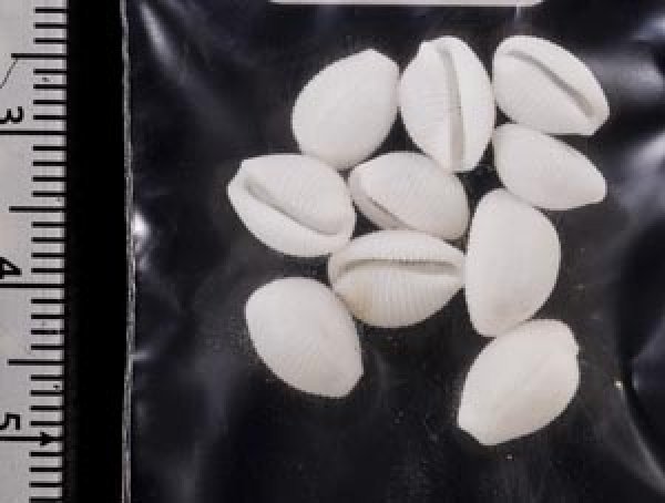 画像2: シラタマガイ (2)