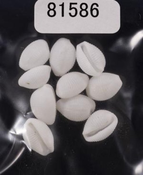 画像1: シラタマガイ (1)