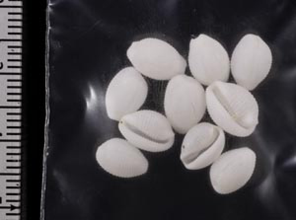 画像2: シラタマガイ (2)