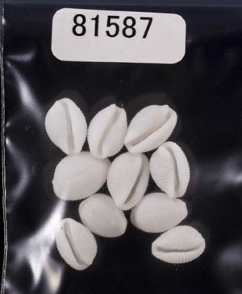 画像1: シラタマガイ (1)