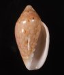 モザイクヘリトリ Marginella roseafig.1