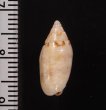 ナンヨウビナ Oliva paxillusfig.2