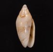 ナンヨウビナ Oliva paxillusfig.1