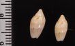 ナンヨウビナ Oliva paxillusfig.2