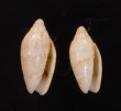 ナンヨウビナ Oliva paxillusfig.1
