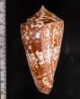 ショクコウミナシ Conus amadisfig.2