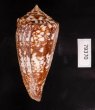 ショクコウミナシ Conus amadisfig.3