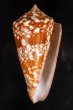 ショクコウミナシ Conus amadisfig.1