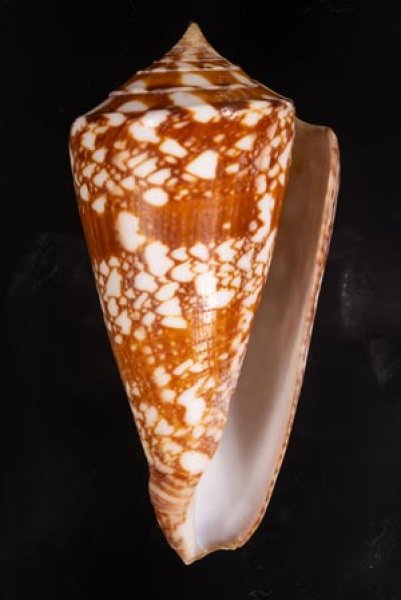 ショクコウミナシ Conus amadisfig.1