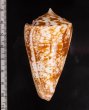 ショクコウミナシ Conus amadisfig.2