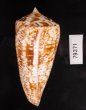 ショクコウミナシ Conus amadisfig.3