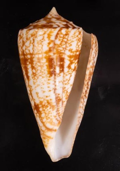 ショクコウミナシ Conus amadisfig.1