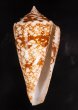 ショクコウミナシ Conus amadisfig.1