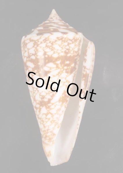 ショクコウミナシ Conus amadisfig.1