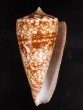ショクコウミナシ Conus amadisfig.1