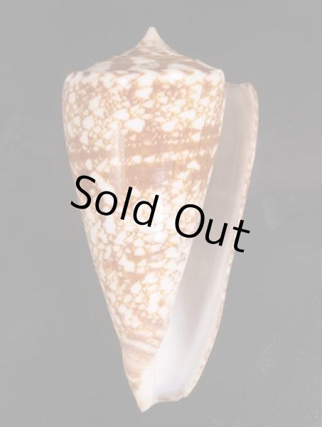 ショクコウミナシ Conus amadisfig.1
