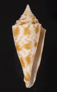 貝殻 ≪稀少≫ コブットウイモ (イモガイ科) 貝殻 ≪稀少≫ コブットウイモ (イモガイ科)