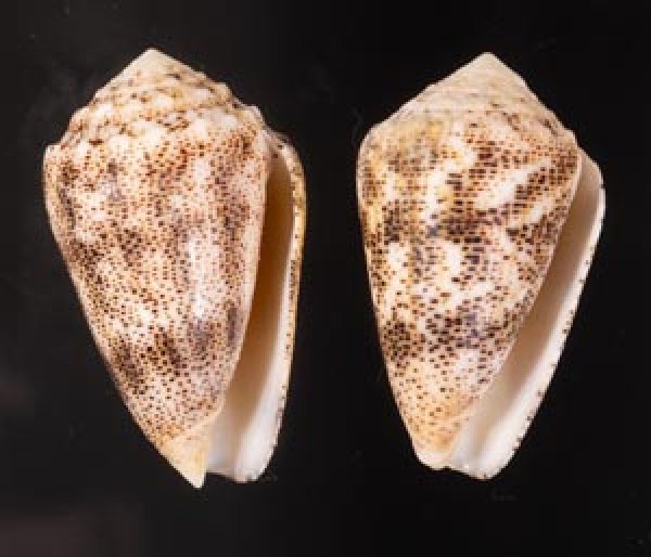 コモンイモ Conus arenatusfig.1