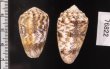 コモンイモ Conus arenatusfig.2