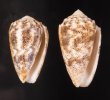 コモンイモ Conus arenatusfig.1