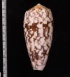 ニシキミナシ Conus striatusfig.2