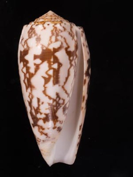 ニシキミナシ Conus striatusfig.1