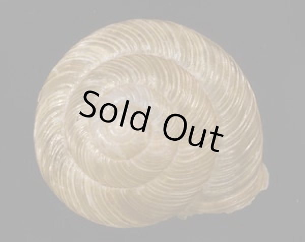 画像1: ハリママイマイ 播磨蝸牛 (1)