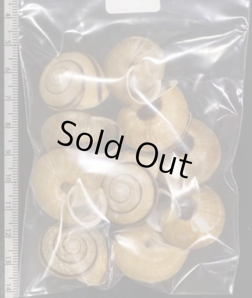 画像2: セトウチマイマイ (2)