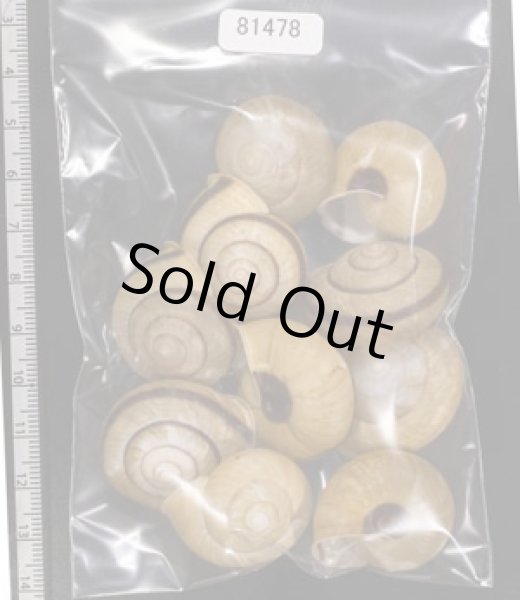 画像1: セトウチマイマイ (1)