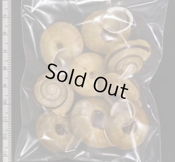 画像2: セトウチマイマイ (2)