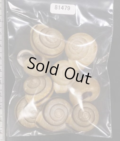 画像1: セトウチマイマイ (1)