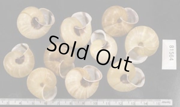 画像2: セトウチマイマイ  SALE! (2)