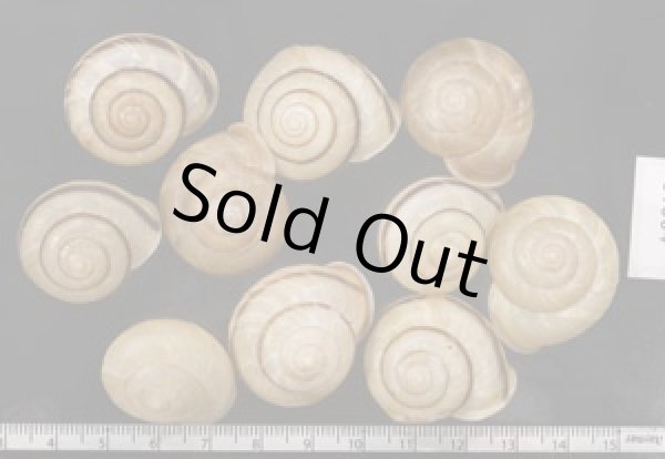 画像1: セトウチマイマイ  SALE! (1)