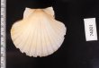 ケッペルホタテ Pecten keppelianusfig.2