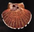 ケッペルホタテ Pecten keppelianusfig.1