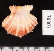 タエニシキ Mirapecten mirificafig.2