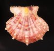 タエニシキ Mirapecten mirificafig.1