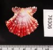 タエニシキ Mirapecten mirificafig.2