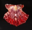 タエニシキ Mirapecten mirificafig.1