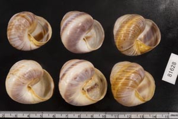 画像2: ニセニモニジカケマイマイ  SALE! (2)