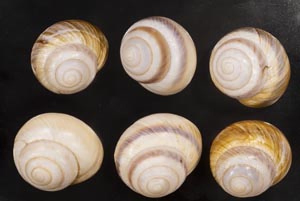 画像1: ニセニモニジカケマイマイ  SALE! (1)